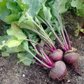 Organic Dark Red Detroit Beet Seeds - 50 Non-GMO Edible Vegetable Garden Seeds for Home Growing
