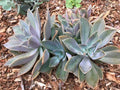 Echeveria Cuttings - Multicolor Graptoveria Rosette Succulent - Fred Ives Variety - Perfect for Plant Lovers