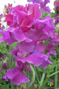 Terry Davey Sweet Pea Seeds - 50+ Count - Garden Planting - Lathyrus odoratus - USA