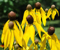 Yellow Prairie Coneflower Seeds - 200+ Ratibida Columnifera - USA Seller, Free Shipping, Wildflower Seeds for Gardens