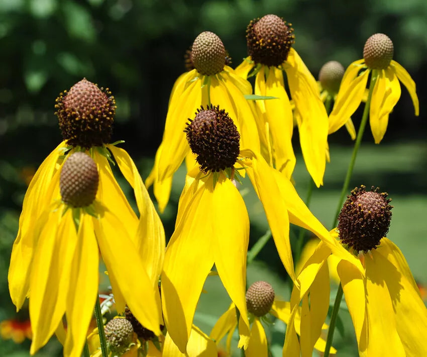 Yellow Prairie Coneflower Seeds - 200+ Ratibida Columnifera - USA Seller, Free Shipping, Wildflower Seeds for Gardens