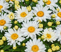 Shasta Daisy Flower Seeds 500+ Perennial White Blooms Leucanthemum superbum, Bee and Butterfly Friendly