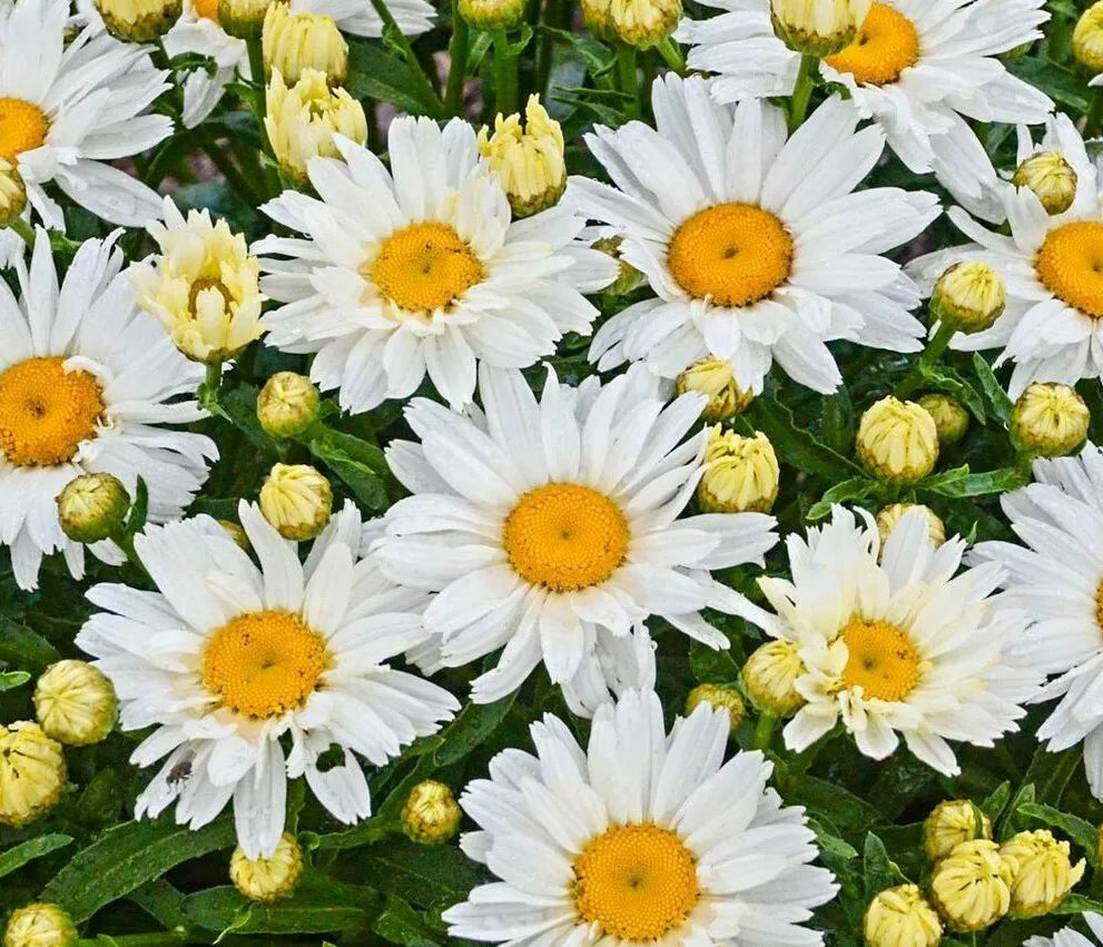 Shasta Daisy Flower Seeds 500+ Perennial White Blooms Leucanthemum superbum, Bee and Butterfly Friendly