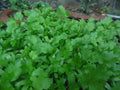 Fresh Cilantro Seeds 200 Pack NON-GMO Coriander Seeds for Planting - USDA Quality, USA Seller