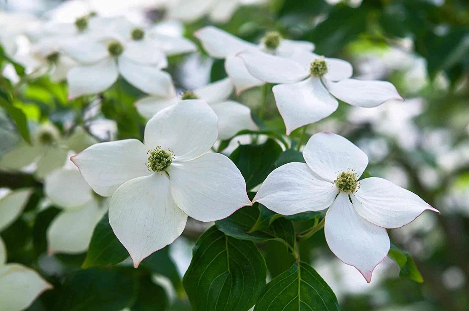 Flowering Kousa Dogwood Seeds for Planting, Cornus kousa, Hardy Tree Seeds, Ornamental Landscaping