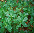 Purslane Seeds 2000+ Green Portulaca Oleracea Herb Groundcover Plants