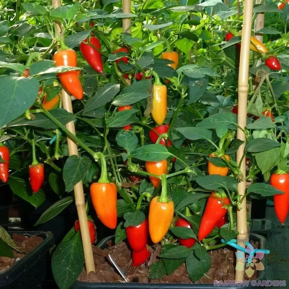 Santa Fe Grande Hot Pepper Seeds - 25+ Count - Capsicum annuum - Ideal for Garden Planting - USA Grown