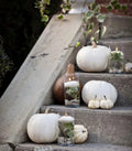 White Pumpkin Seed Collection - Ghost Pumpkin, Casper, Baby Boo - Cucurbita pepo