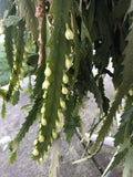 Lepismium Houlletianum Cuttings - 4 Pack Succulents Cactus for Indoor Gardening