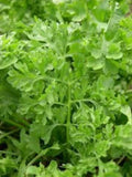 Curled Garden Cress Seeds - Non-GMO Heirloom Variety - Fast Germination - Lepidium sativum - Shipped With Tracking