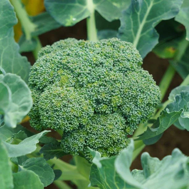Green Sprouting Broccoli Seeds | Fresh Broccoli Seed for Planting | Brassica oleracea