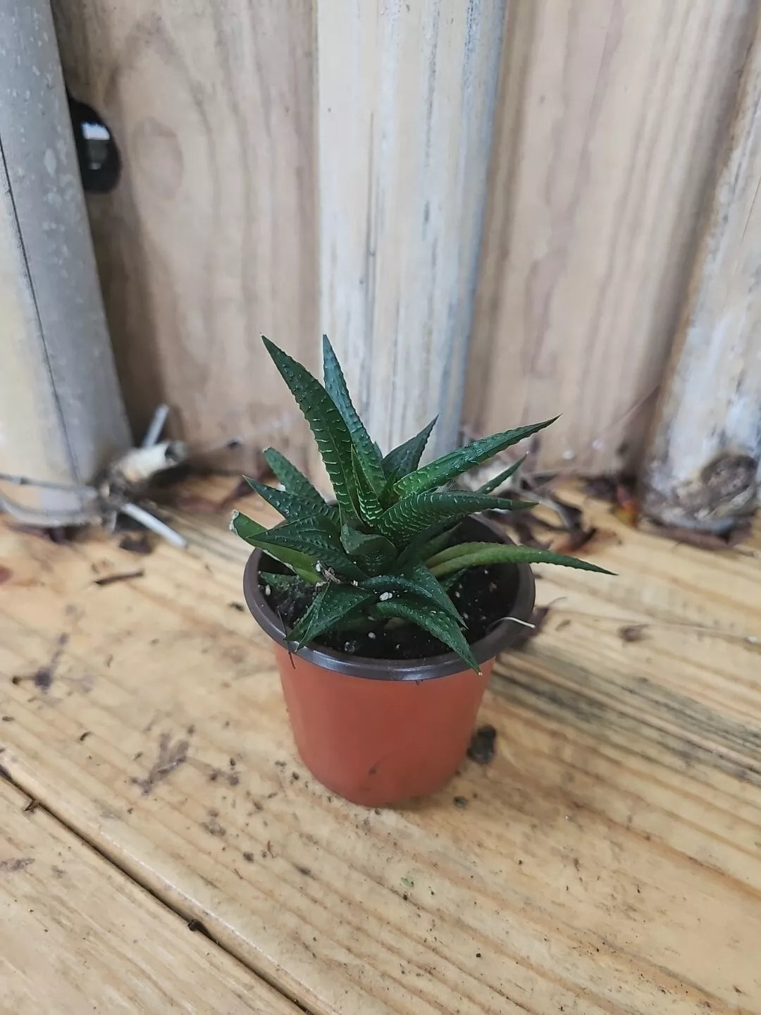 Haworthia Limifolia Cactus Live Plant - Rare Succulent - Green Houseplant - Unique Indoor Decor