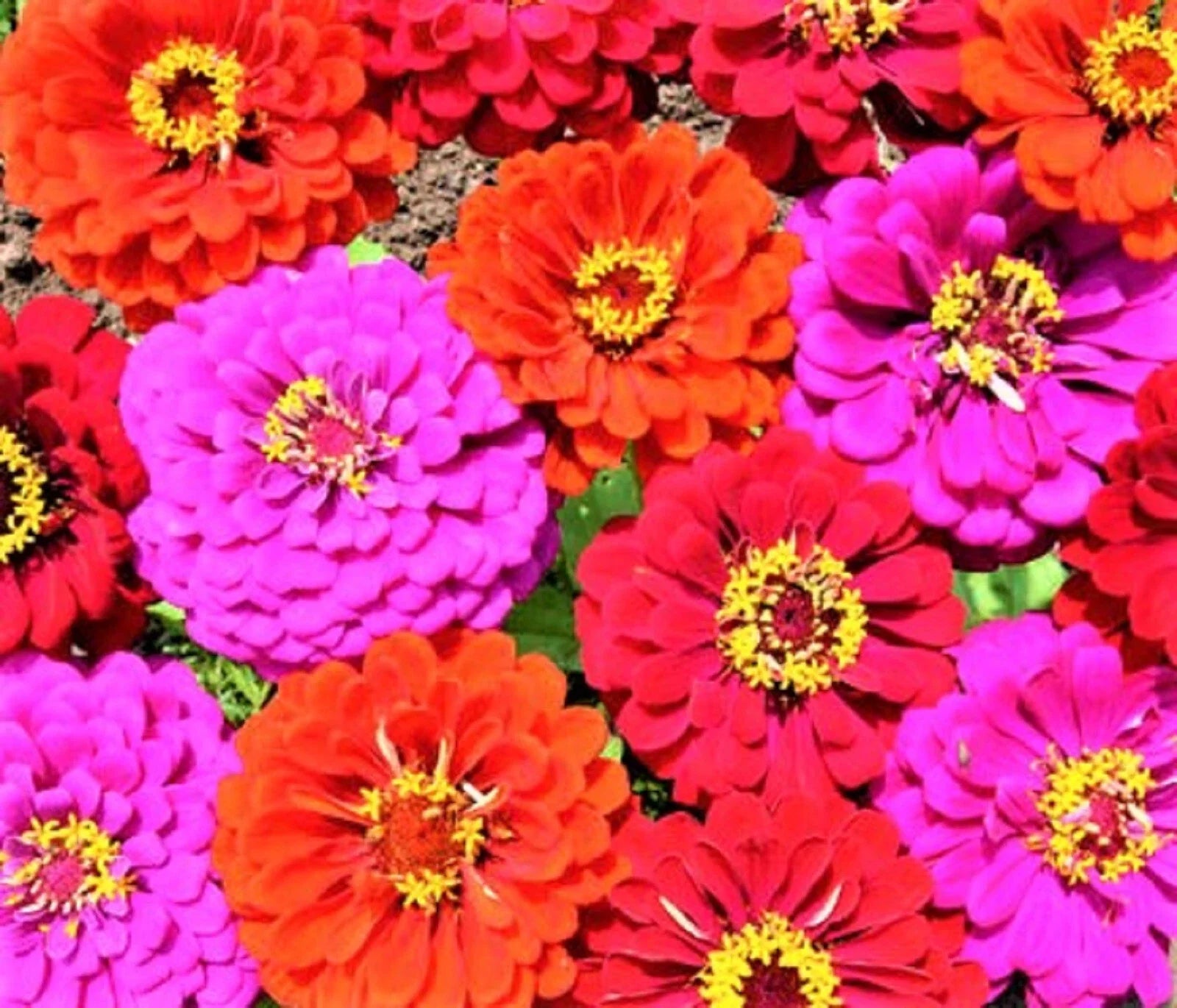 Zinnia Seed Mix 100+ Seeds Merlot Mix Non-GMO (Zinnia elegans) - Buy 4 Get Free Shipping