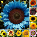 Sunflower Seeds 50pcs/Pack Mixed Varieties for Garden – Unique 10 Species Collection (Helianthus annuus)