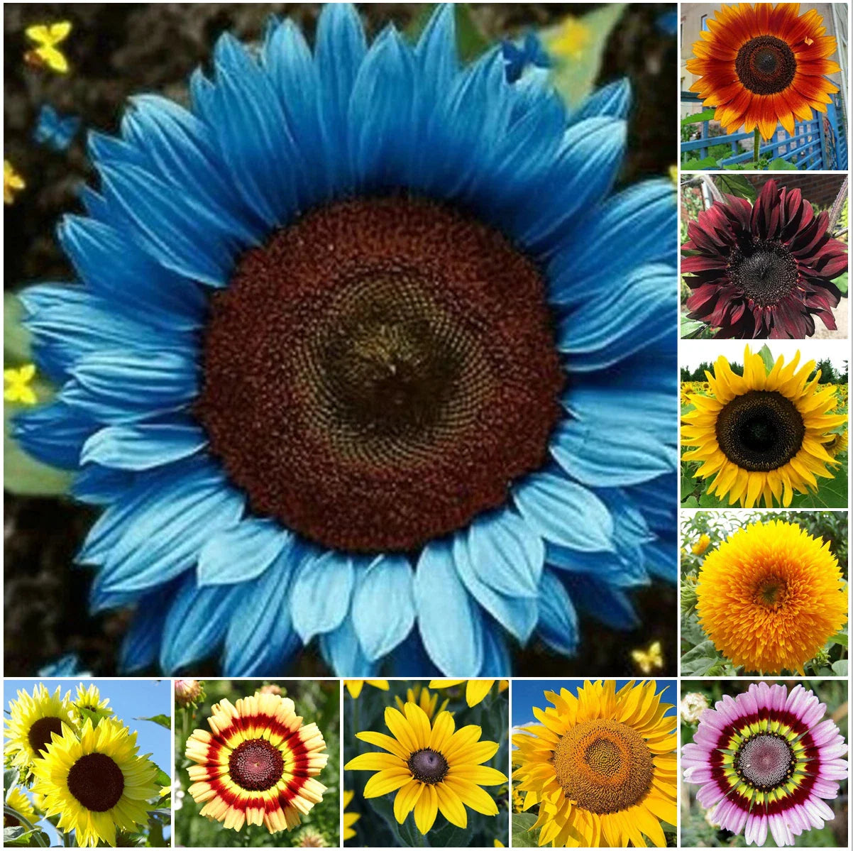 Sunflower Seeds 50pcs/Pack Mixed Varieties for Garden – Unique 10 Species Collection (Helianthus annuus)