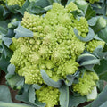 Romanesco Broccoli Seeds - 500 Non-GMO Heirloom Seeds (Brassica oleracea) for Organic Gardening