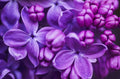 Purple Lilac Seeds - 100 Count - Stunning Purple Flowers, Syringa vulgaris, Ideal for Gardens and Landscaping