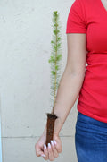White Spruce Tree - 11 to 19 inches - Picea glauca - Live Evergreen Plant for Landscaping and Gardening