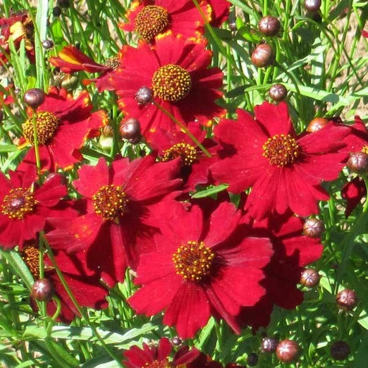 Tall Red Plains Coreopsis Seeds - Non-GMO Flower Seeds - Coreopsis tinctoria - Free Shipping Available