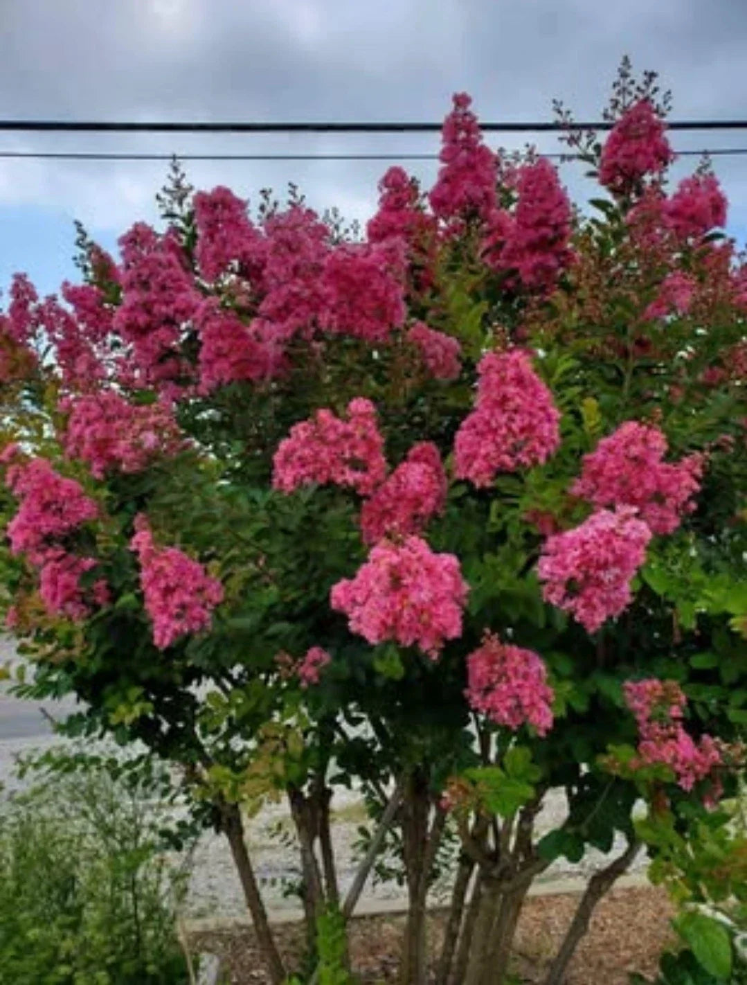 Pink Velour Crape Myrtle Cuttings, No Roots, Lagerstroemia indica, Live Plant Propagation Material