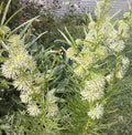 Tall Green Milkweed Seeds (50 Seeds) - Asclepias hirtella - Native Pollinator Plant for Gardens