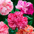 Picotee Mix Carnation Seeds - 200+ Count for Garden Planting - Dianthus caryophyllus - USA