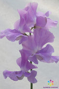 Lady Penny Sweet Pea Seeds - 50+ Count - Heirloom Variety - Lathyrus odoratus - USA Grown
