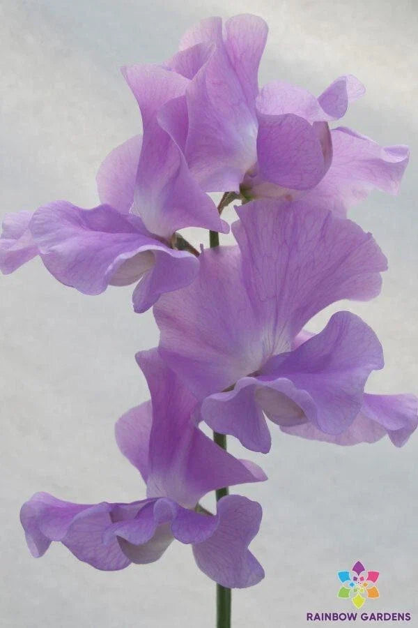 Lady Penny Sweet Pea Seeds - 50+ Count - Heirloom Variety - Lathyrus odoratus - USA Grown