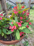 Petite Pink Crown of Thorns Plant, Euphorbia Milii, Bushy Blooming Houseplant with Roots