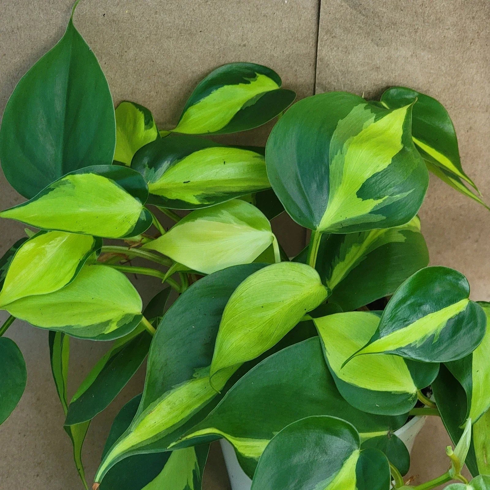 Philodendron Brasil - 3 Inch Pot | Variegated Houseplant | Easy Care Tropical Plant (Philodendron hederaceum)