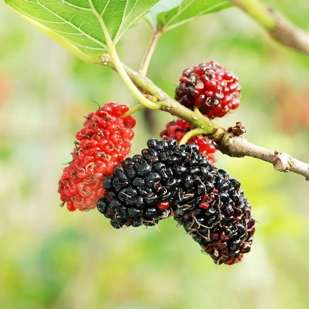 Mulberry Tree Cuttings - 12 Unrooted Cuttings for Rooting and Grafting - Morus spp.