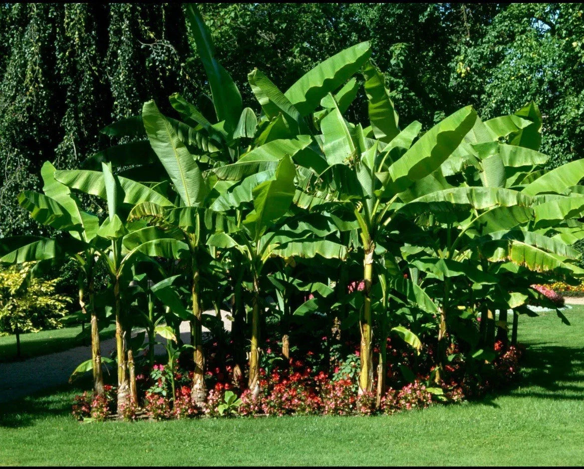 Cold Hardy Banana Tree Starter Plant - Small Rooted Musa - Live Tropical Plant for Indoor/Outdoor Gardens