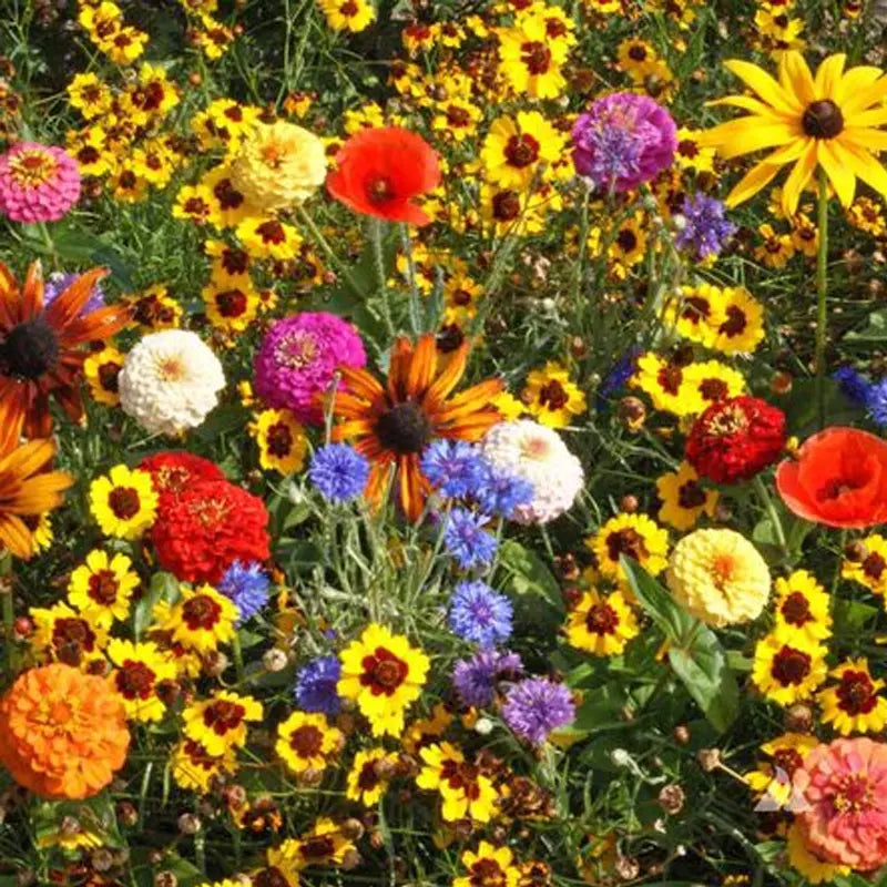 Children's Wildflower Seed Mix | Easy to Grow | Colorful Blooms | Native Varieties for Kids | Non-GMO Wildflower Seeds