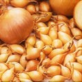 Spanish Globe Onion Sets for Planting - Bulb Variety - Allium cepa - 100 Count