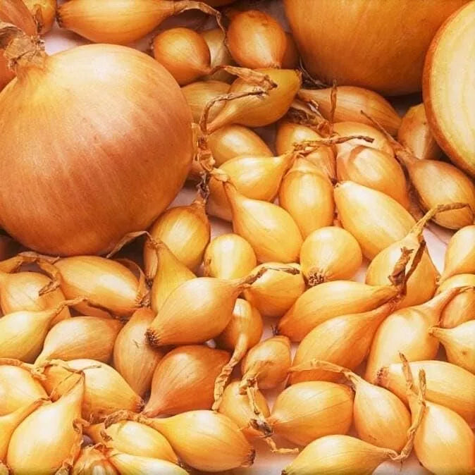 Spanish Globe Onion Sets for Planting - Bulb Variety - Allium cepa - 100 Count
