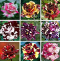 Multi-Color Rose Seeds, Double Petal, 50pcs Pack, Rosa spp. - Garden Flower Seeds for Planting