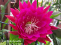 Kiwi Nicky Lynette Epiphyllum Unrooted Cuttings - 8 to 10 Inches Long - Succulent Plant Cuttings for Propagation