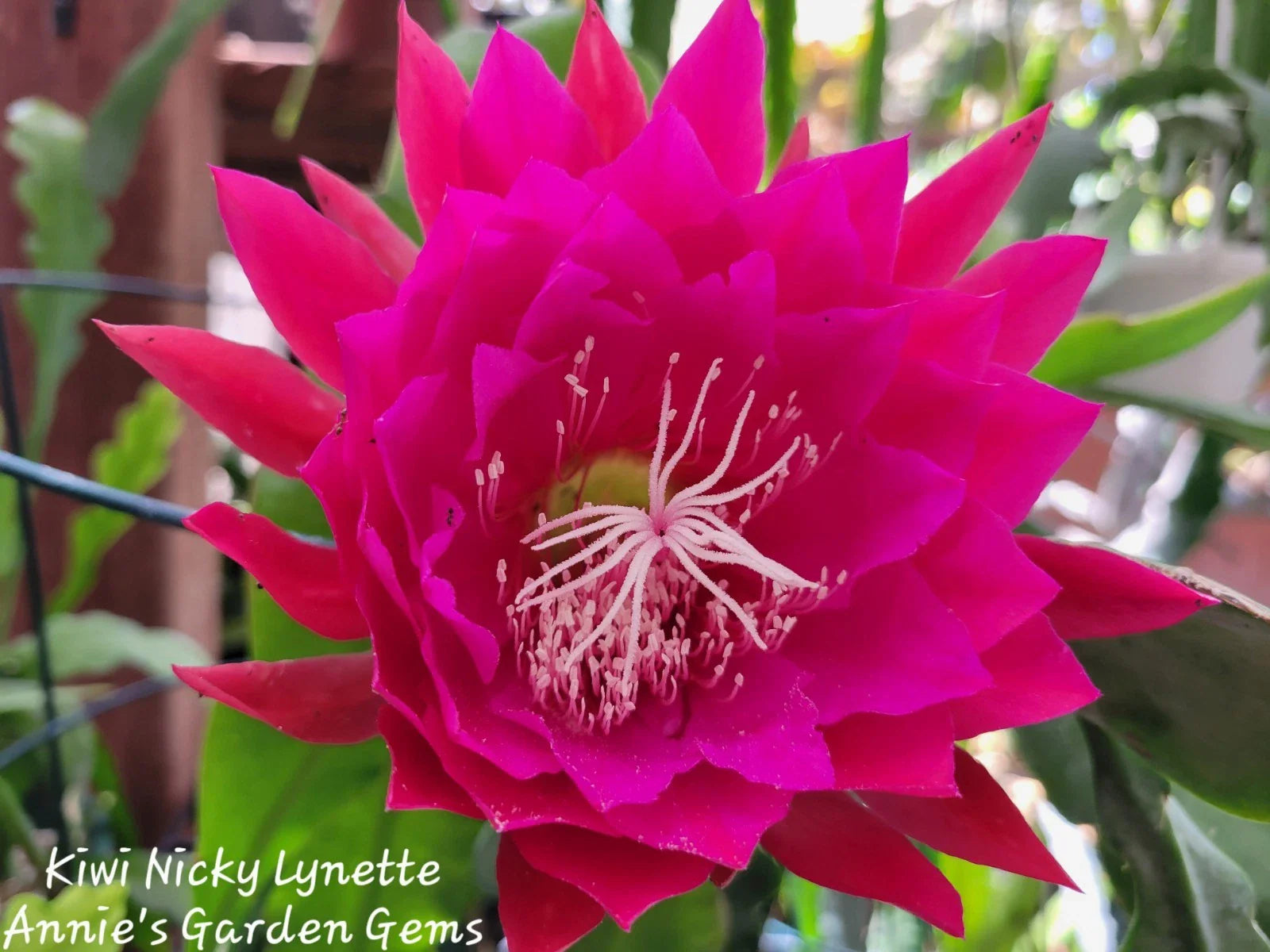 Kiwi Nicky Lynette Epiphyllum Unrooted Cuttings - 8 to 10 Inches Long - Succulent Plant Cuttings for Propagation