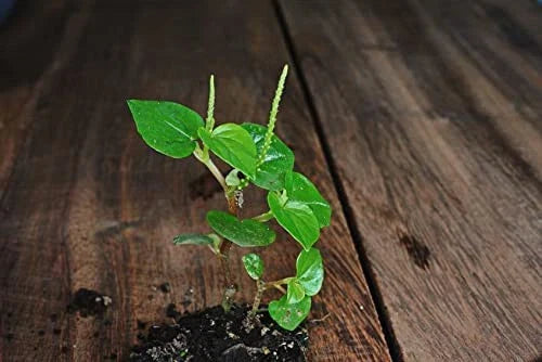 Crab Claw Seeds - 1000+ Seeds - Peperomia Pellucida - Rau Càng Cua