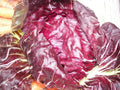Radicchio Seeds - 500 Count - Palla Rosa - Non-GMO Heirloom - USA Seller