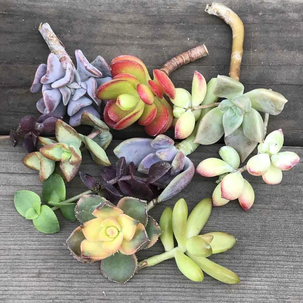 Colorful Succulent Cuttings - Mystery Variety - (14) - Perfect for Plant Lovers and Collectors - Ideal for Propagation