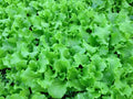Grand Rapids Lettuce Seeds - 1000+ Healthy Leafy Greens for Garden - Lactuca sativa