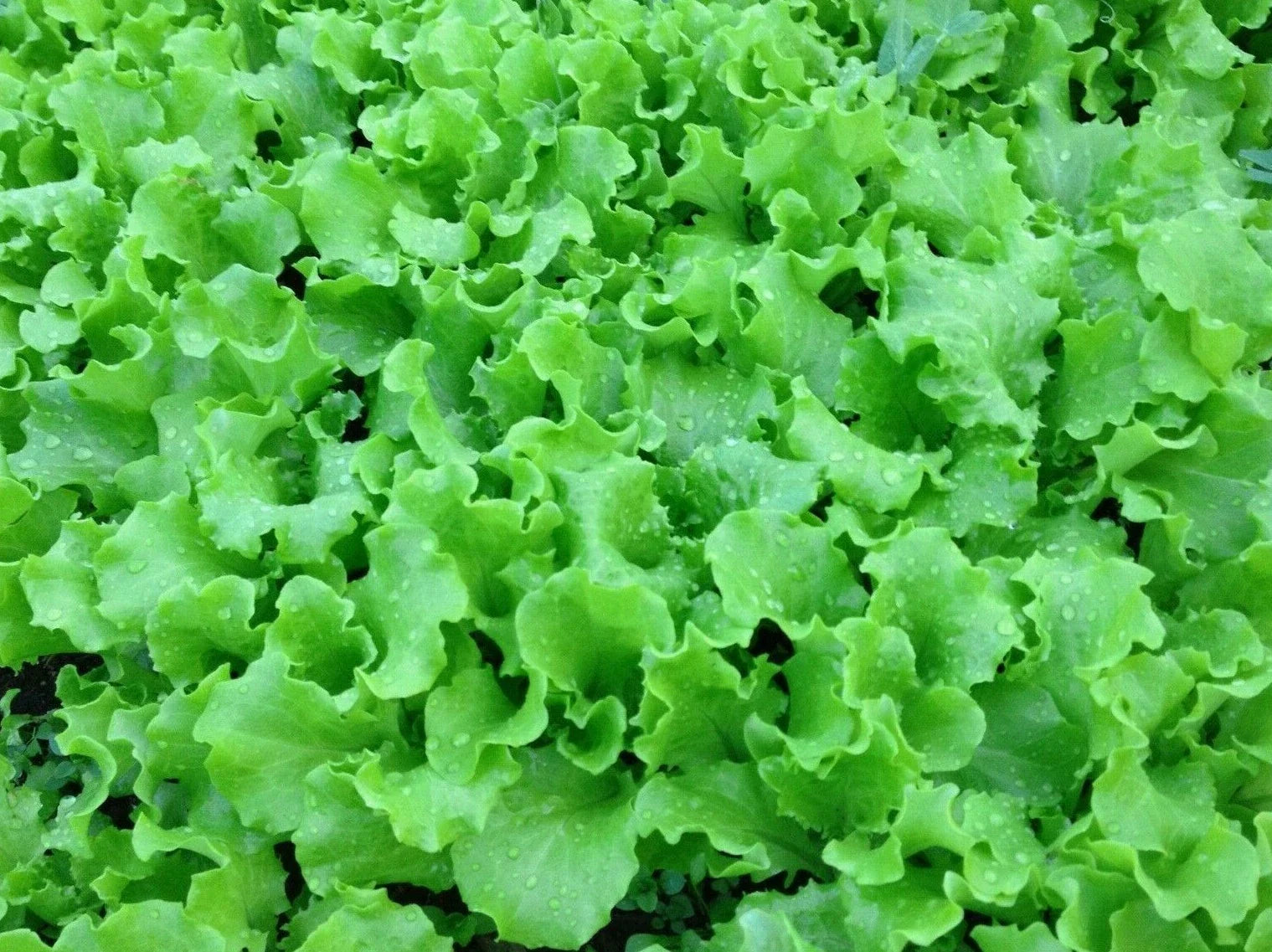 Grand Rapids Lettuce Seeds - 1000+ Healthy Leafy Greens for Garden - Lactuca sativa