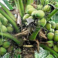 Sprouted Dwarf Green Malayan Coconuts 6–8” - Rare Fresh Plant, Certified Costa Rica, Tropical Fruit Seedlings