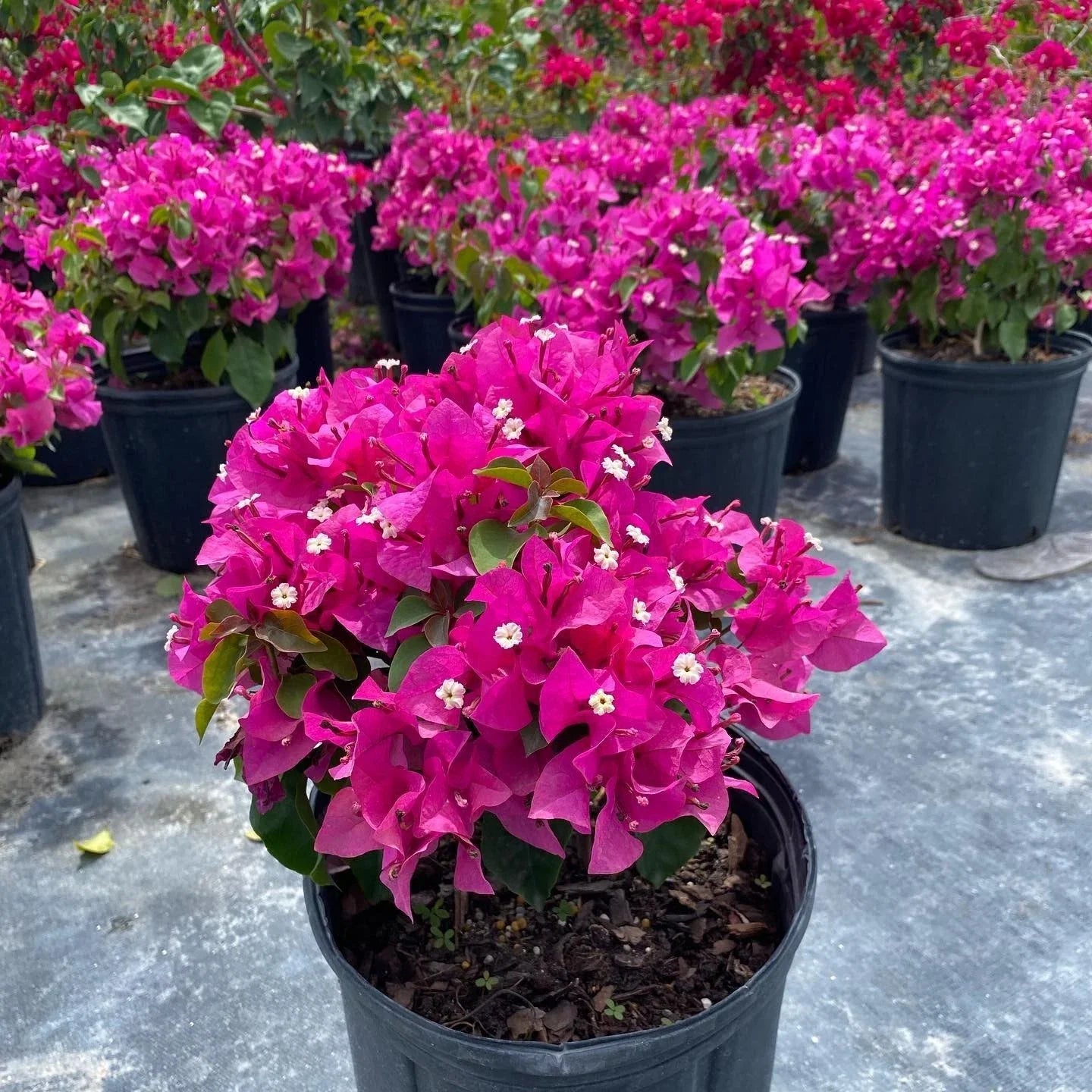 Set of 2 Rooted Helen Bougainvillea Plants – Soft Pink (Bougainvillea 'Helen') – Ships Rooted, No Pot