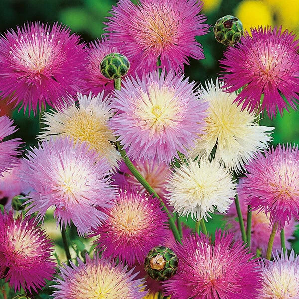 Sweet Sultan Flower Seeds - 50 Pack, Pink Purple White Perennial Flowers, Centaurea (US Seller)