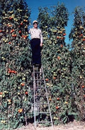 Trip L Crop Tomato Seeds, 30+ Seeds, Rare Variety, Tomato Tree, Solanum lycopersicum, Huge 15-Foot Vines