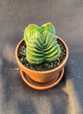 Crassula Buddha's Temple Tiny Rooted Plant in 1" Pot with Saucer - Succulent Houseplant, Perfect for Home Decor