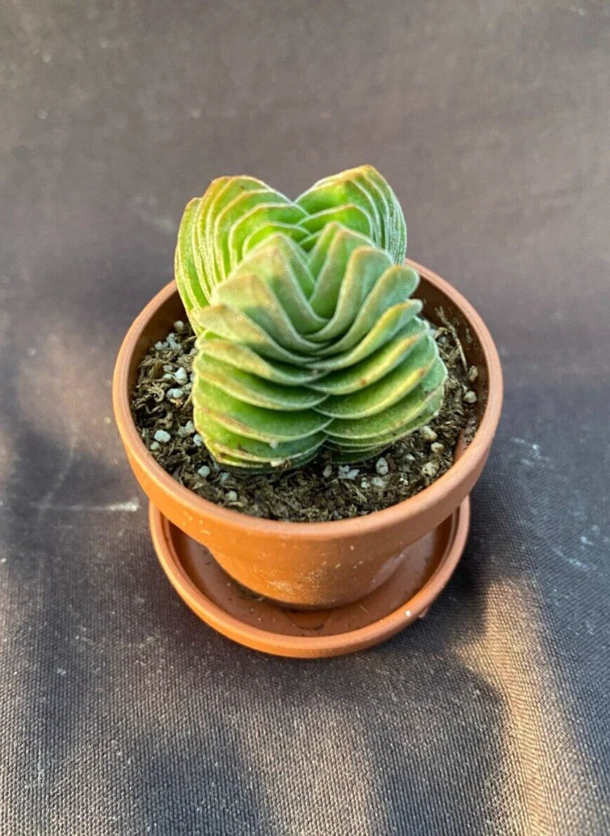 Crassula Buddha's Temple Tiny Rooted Plant in 1" Pot with Saucer - Succulent Houseplant, Perfect for Home Decor
