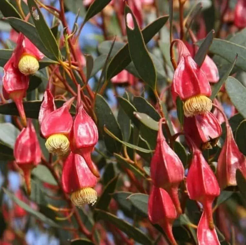 Fuchsia Gum Tree Seeds (10 Seeds) - Eucalyptus forrestiana - Native Australian Tree Seeds for Planting